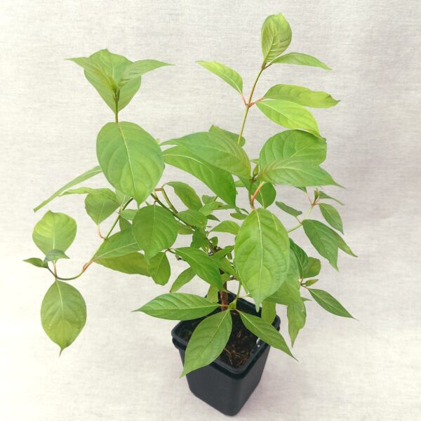 Knopfbusch – Bild 2