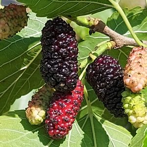 Maulbeerbaum 'Illinois Everbearing'