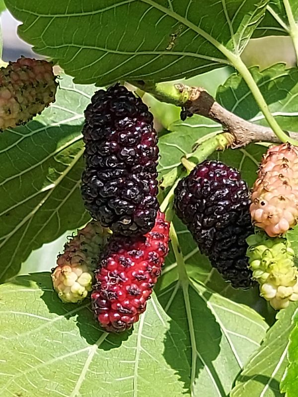Maulbeerbaum 'Illinois Everbearing'