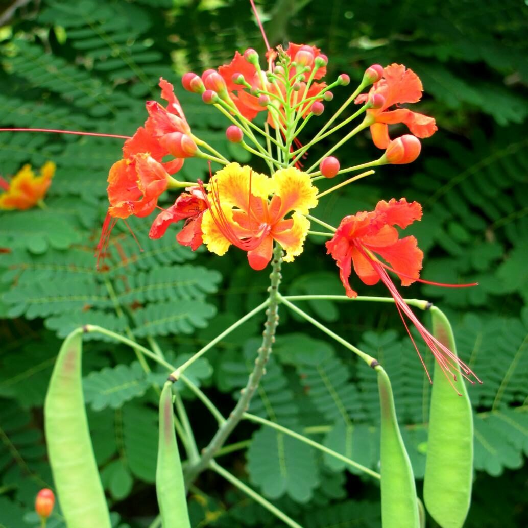 Leguminosenblüte