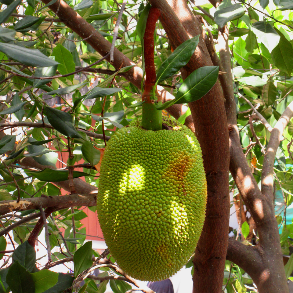 Jack Fruit