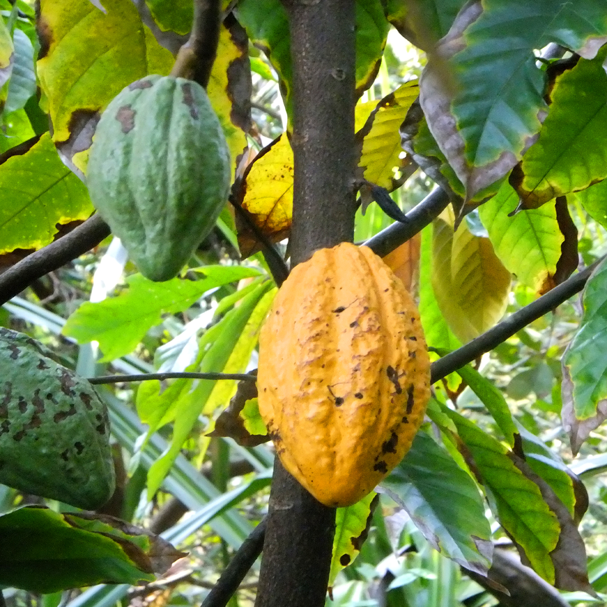 Kakaobaum, Kakao, Theobroma cacao - Jungle Farm
