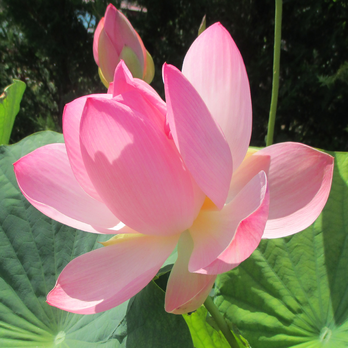Sibirische Lotosblume, Nelumbo kamarovii - Jungle Farm