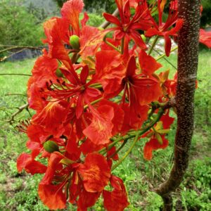 Flammenbaum, Flamboyant