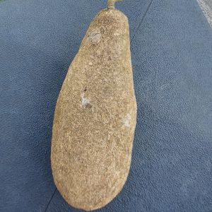 Leberwurstbaum