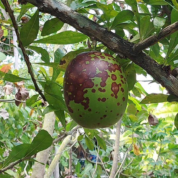 Kalebassenbaum – Bild 2