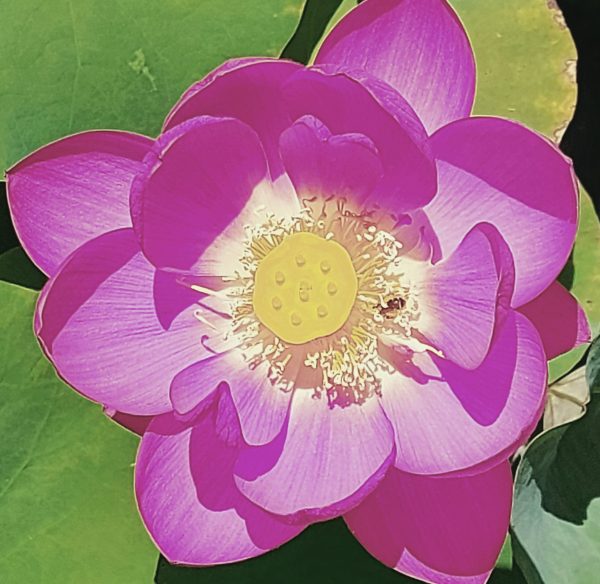 Sibirische Lotosblume – Bild 3