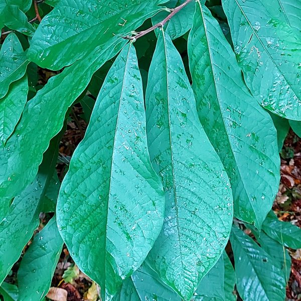 Indianer Banane – Bild 3
