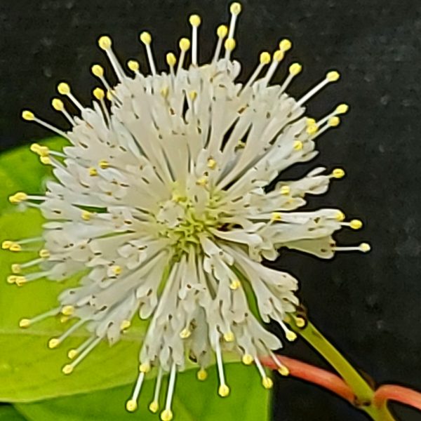 Knopfbusch