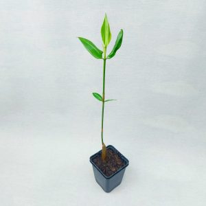Orange Mangrove