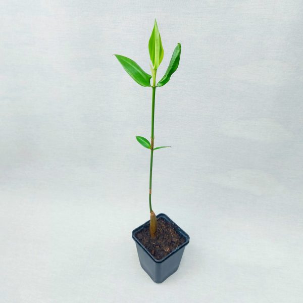 Orange Mangrove