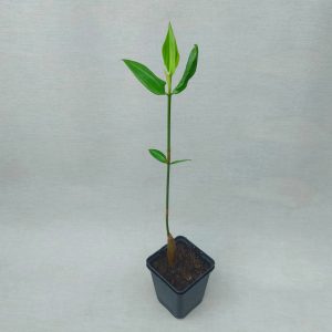 Orange Mangrove