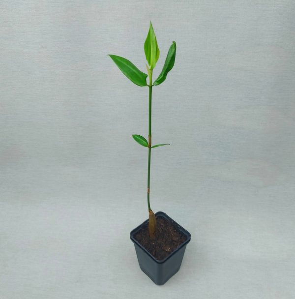 Orange Mangrove – Bild 2