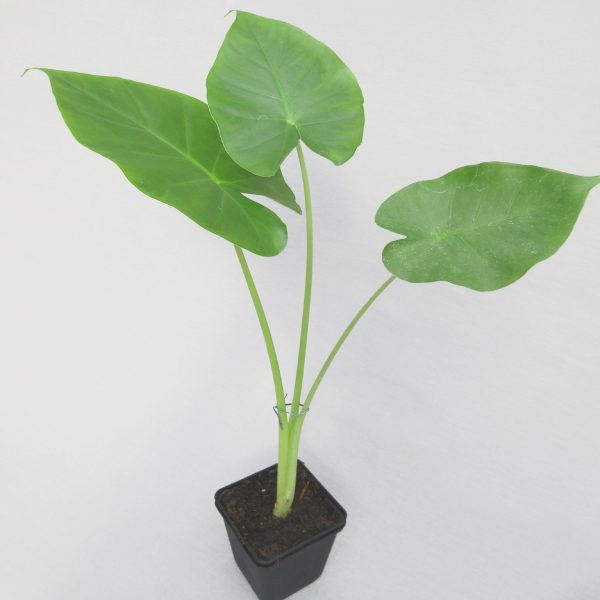 Leucoasia gigantea  ‘Thai Giant’ – Bild 2