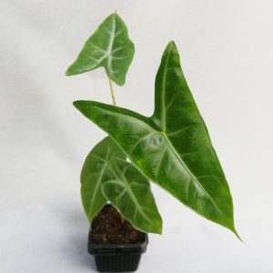 Alocasia longiloba