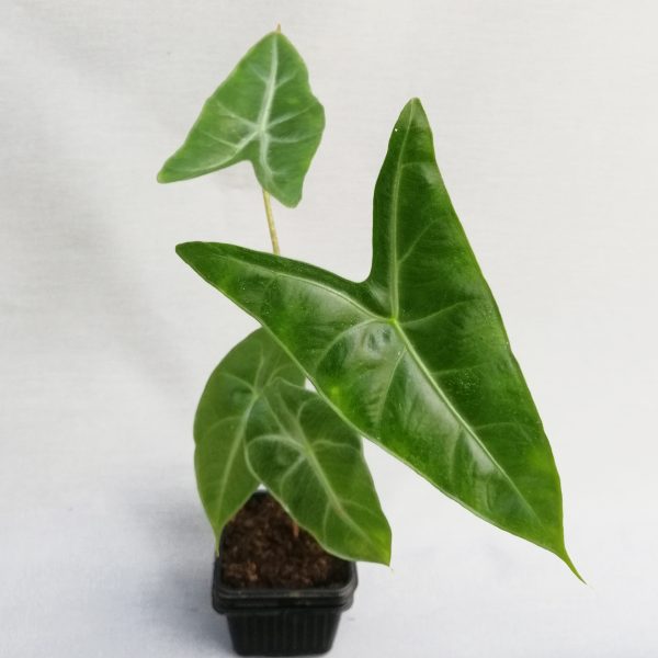 Alocasia longiloba