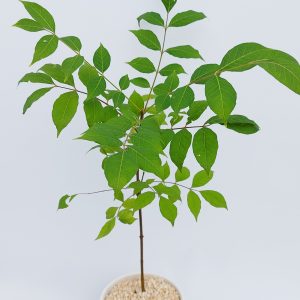 Bienenbaum