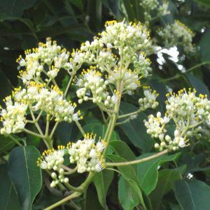Bienenbaum Tetradium daniellii