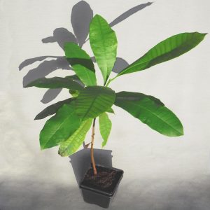Cashew Nuss, Kaschubaum