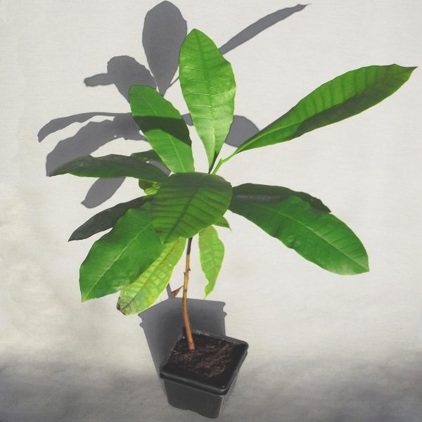 Cashew Nuss, Kaschubaum – Bild 2