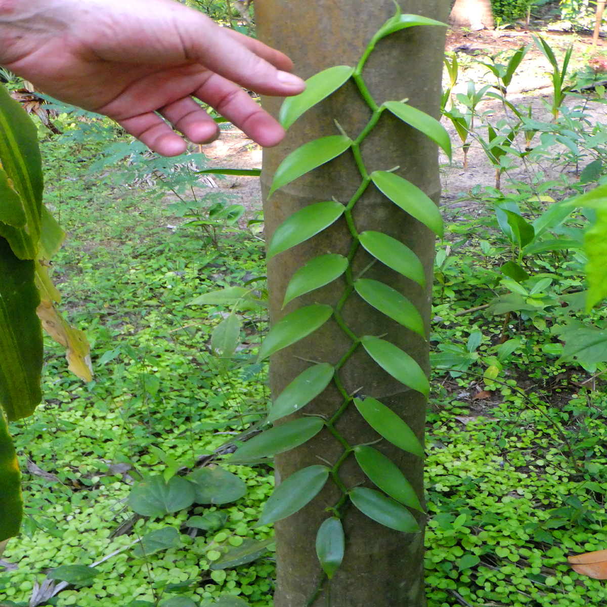 Echte-Vanille-Vanilla-planifolia