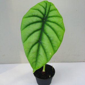 Alocasia clypeolata