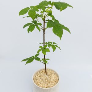 Sibirischer Ginseng