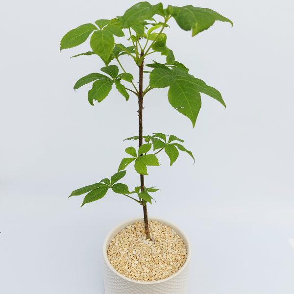 Sibirischer Ginseng