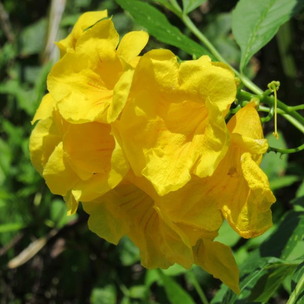 Trompetenblume – Bild 3