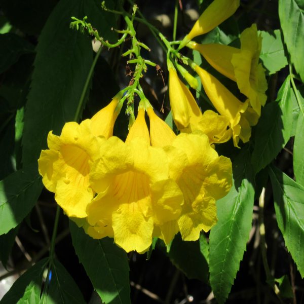 Trompetenblume