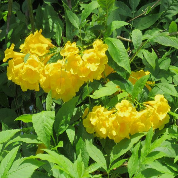 Trompetenblume – Bild 2
