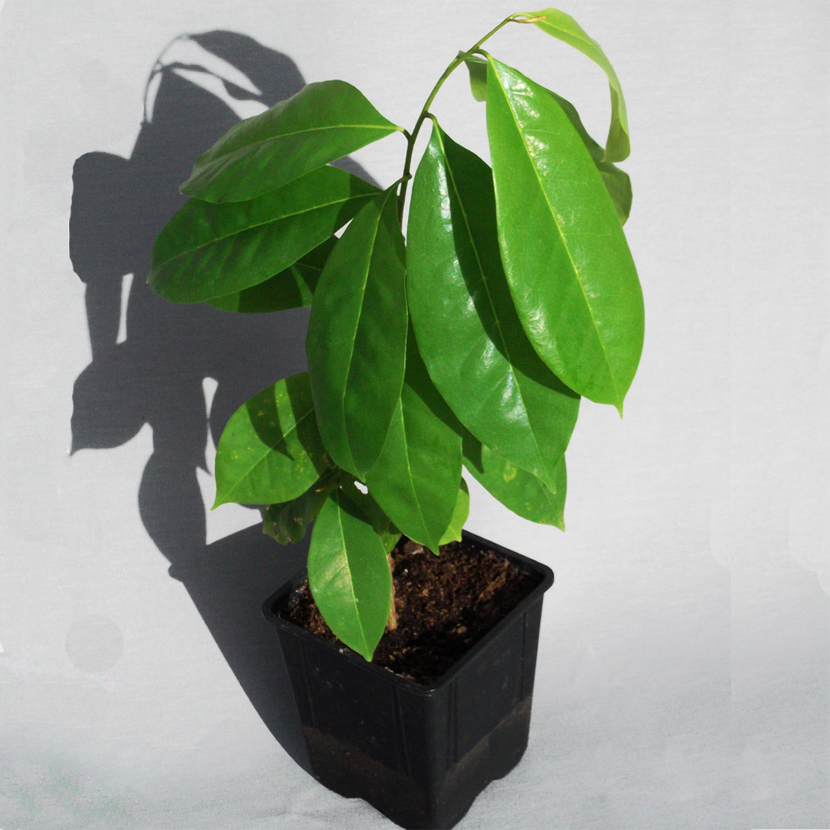 Guanabana-Stachelannone-Annona-muricata