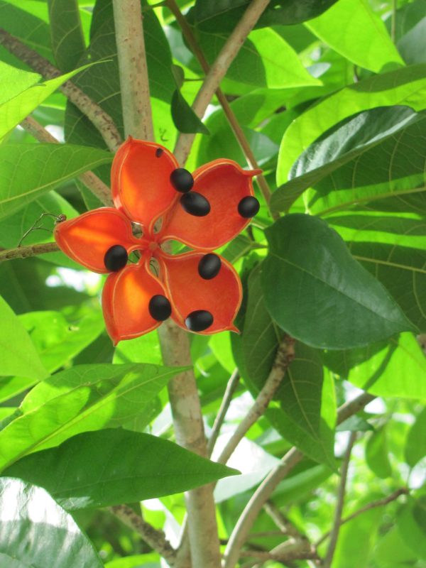 Java Olive – Bild 4