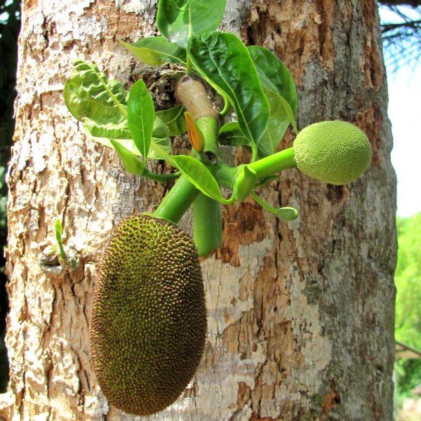 Jackfrucht – Bild 7