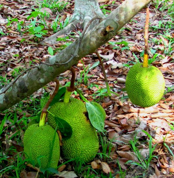 Jackfrucht – Bild 5