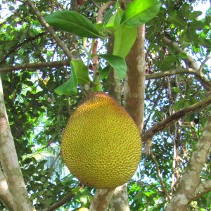 Jackfrucht