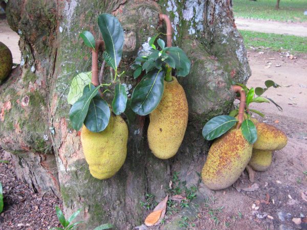 Jackfrucht – Bild 6