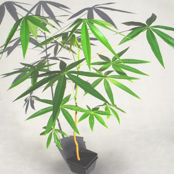 Java Olive – Bild 2