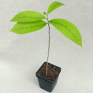 Indianer Banane