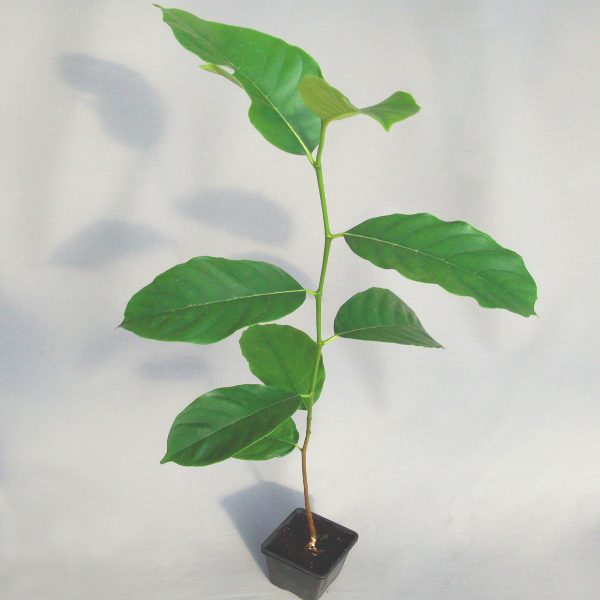 Jackfrucht – Bild 2