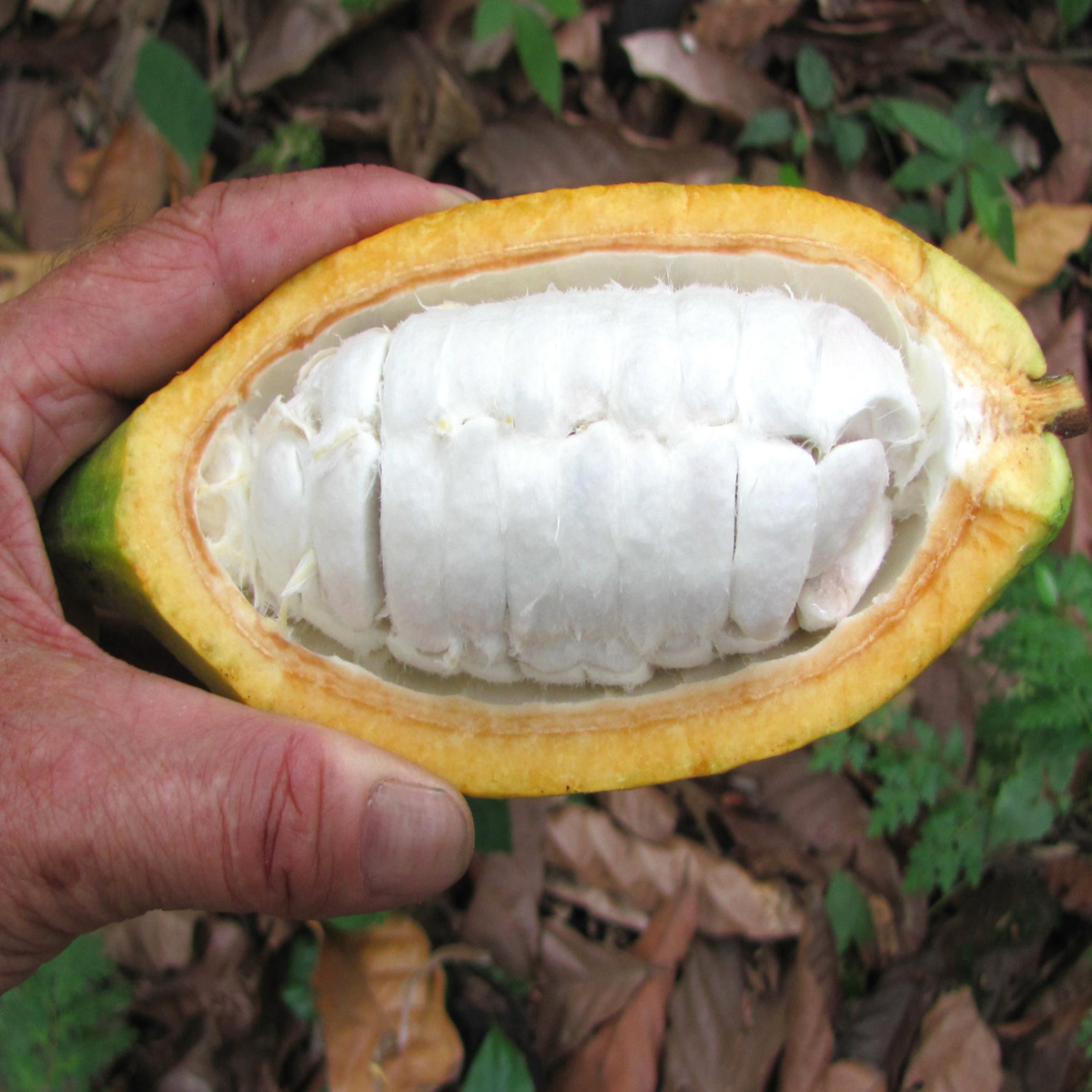 Fruchtpflanzen