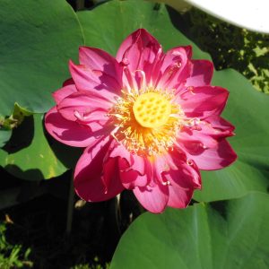 Lotus Blume ‚Red‘