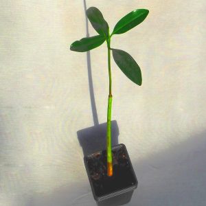 Rote Mangrove