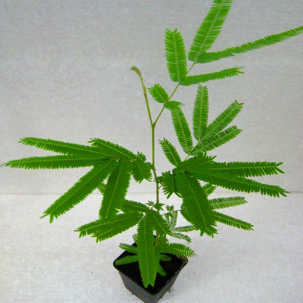 African Locust Bean – Bild 2