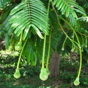 African Locust Bean