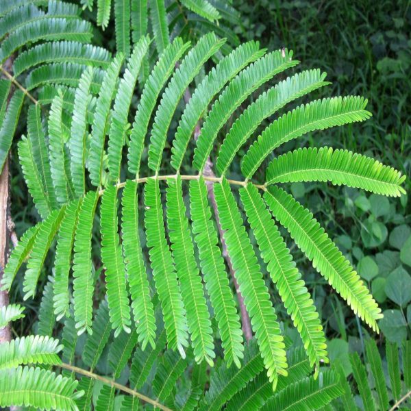 African Locust Bean – Bild 3