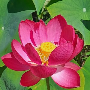 Lotus Blume 'Red'