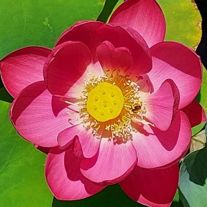 Sibirische Lotosblume
