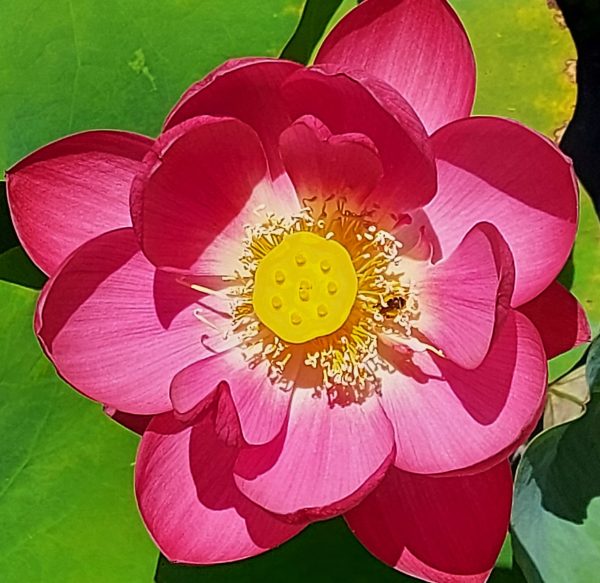 Sibirische Lotosblume – Bild 2