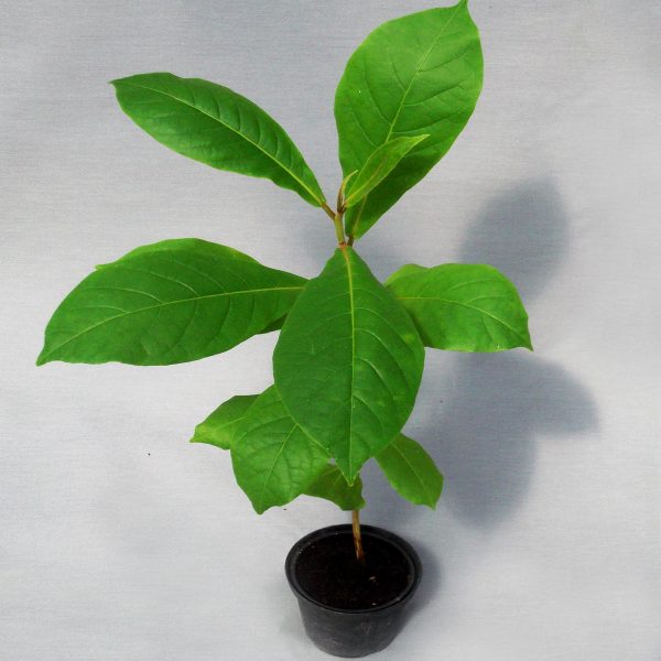 Seemandelbaum – Bild 2